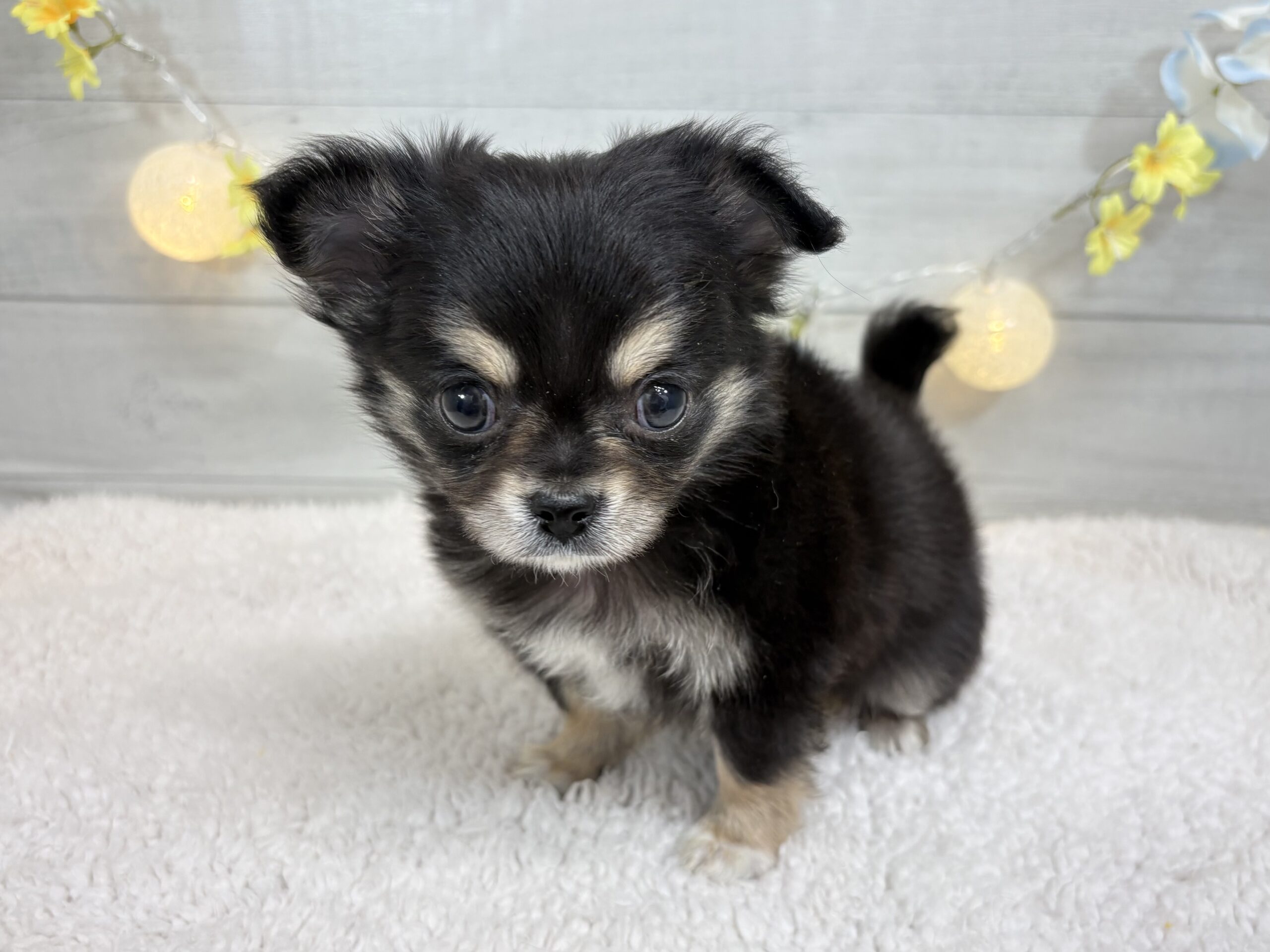 ⑫チワワ（ロング）