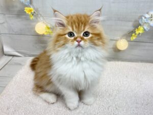 トイプードルalt=