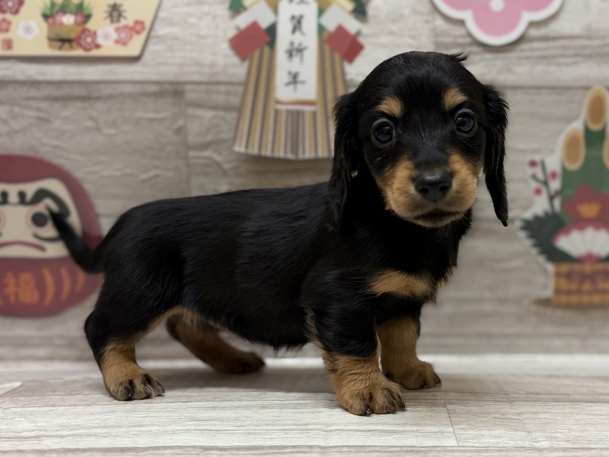 ミニチュアダックスフンド