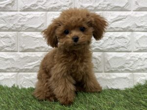 トイプードル￥317,900(税込)