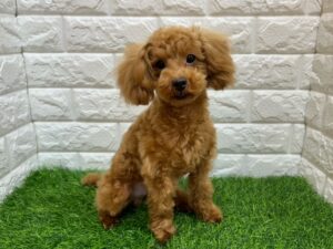 トイプードル￥152,900(税込)