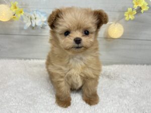 ⑦Mix(父ポメラニアン×母トイプードル)￥361,900(税込)→1/12まで￥328,900(税込)