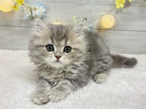 ⑧ミヌエット(足長)￥372,900(税込)→1/12まで￥339,900(税込)