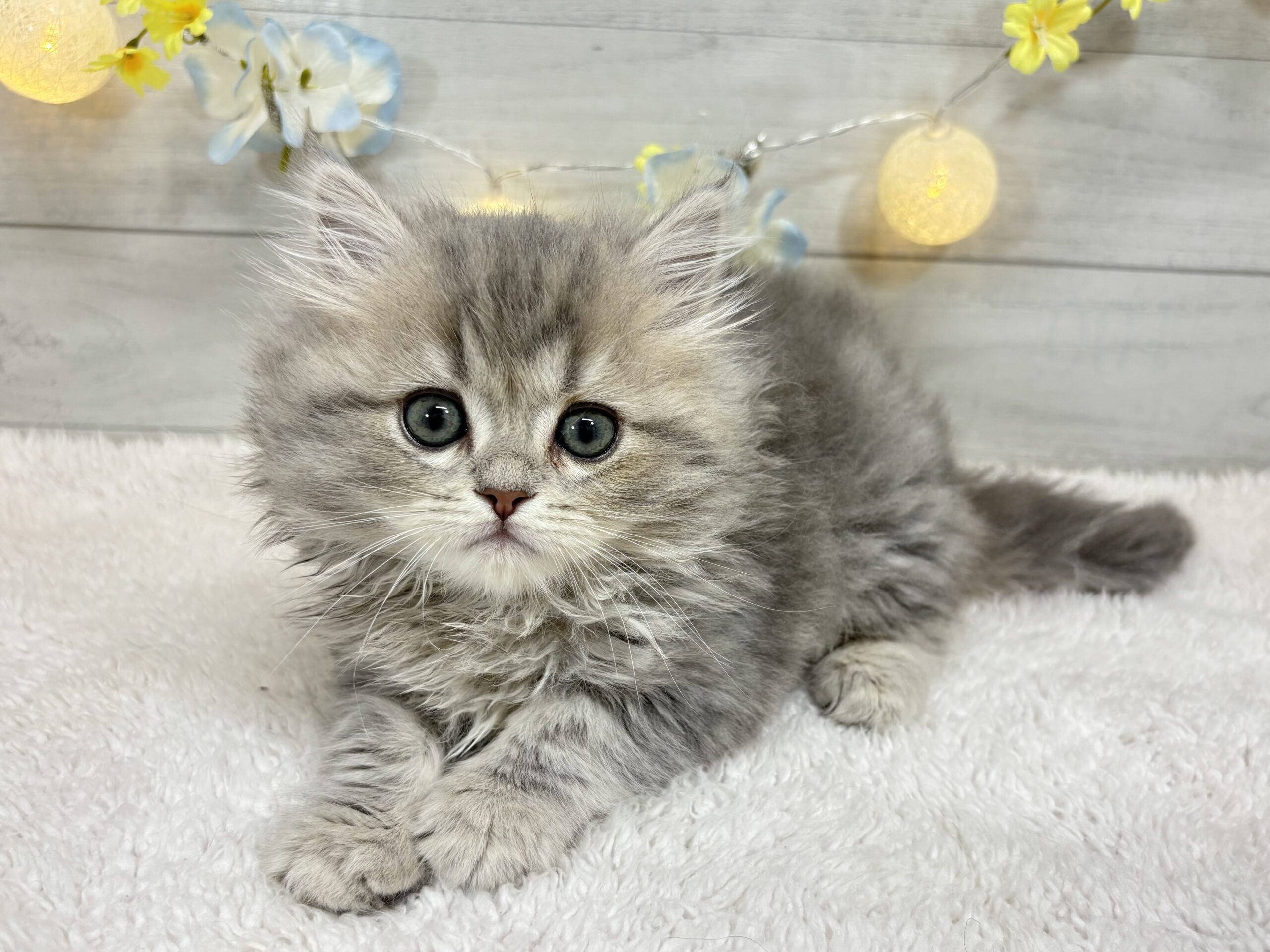 ⑧ミヌエット(足長)