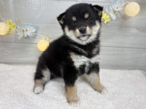 ①柴犬￥295,900(税込)→1/12まで￥262,900(税込)