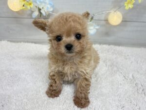 トイプードルalt=