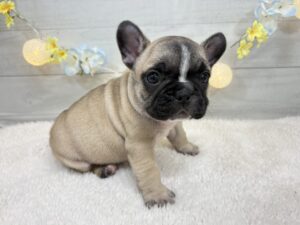 ⑤フレンチブルドッグalt=