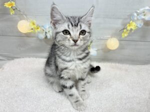 ⑬アメリカンショートヘアーalt=