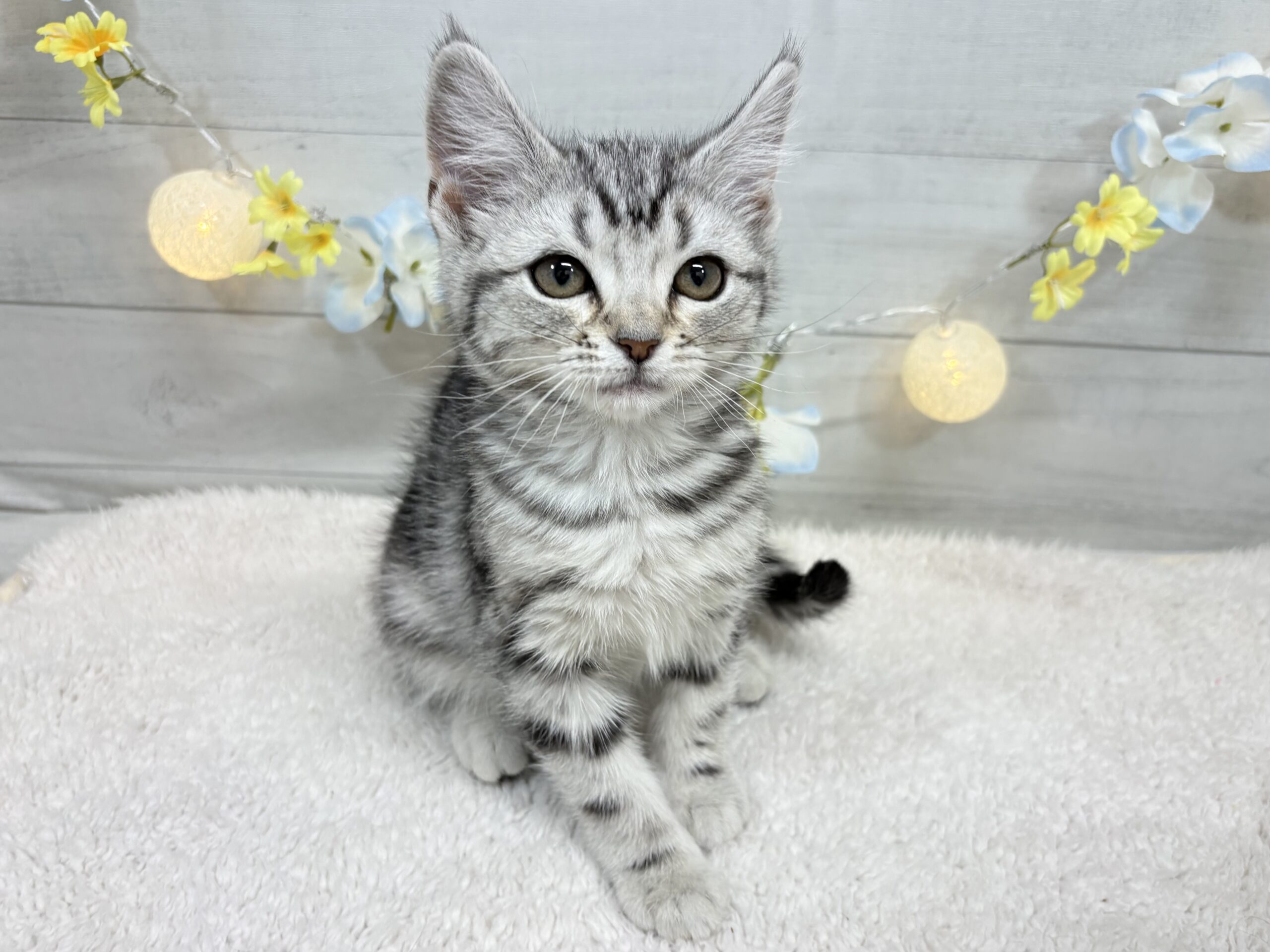 ⑬アメリカンショートヘアー