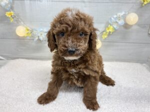 トイプードルalt=