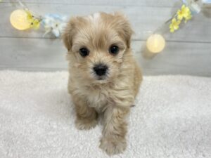 トイプードルalt=