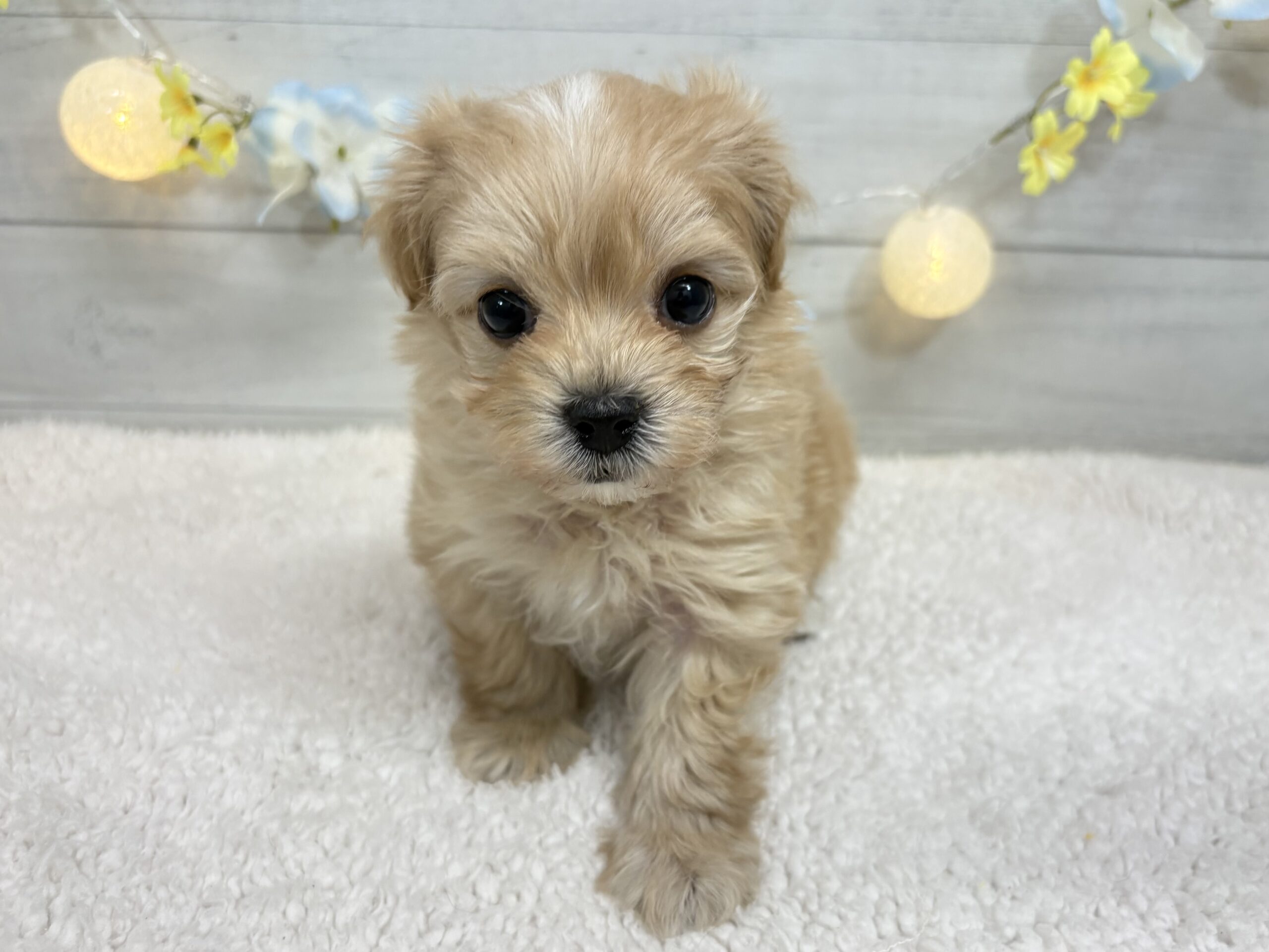 ②Mix（父マルチーズ×母トイプードル）