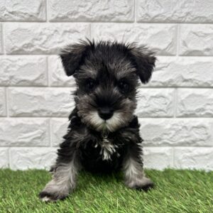 ミニチュアシュナウザーalt=