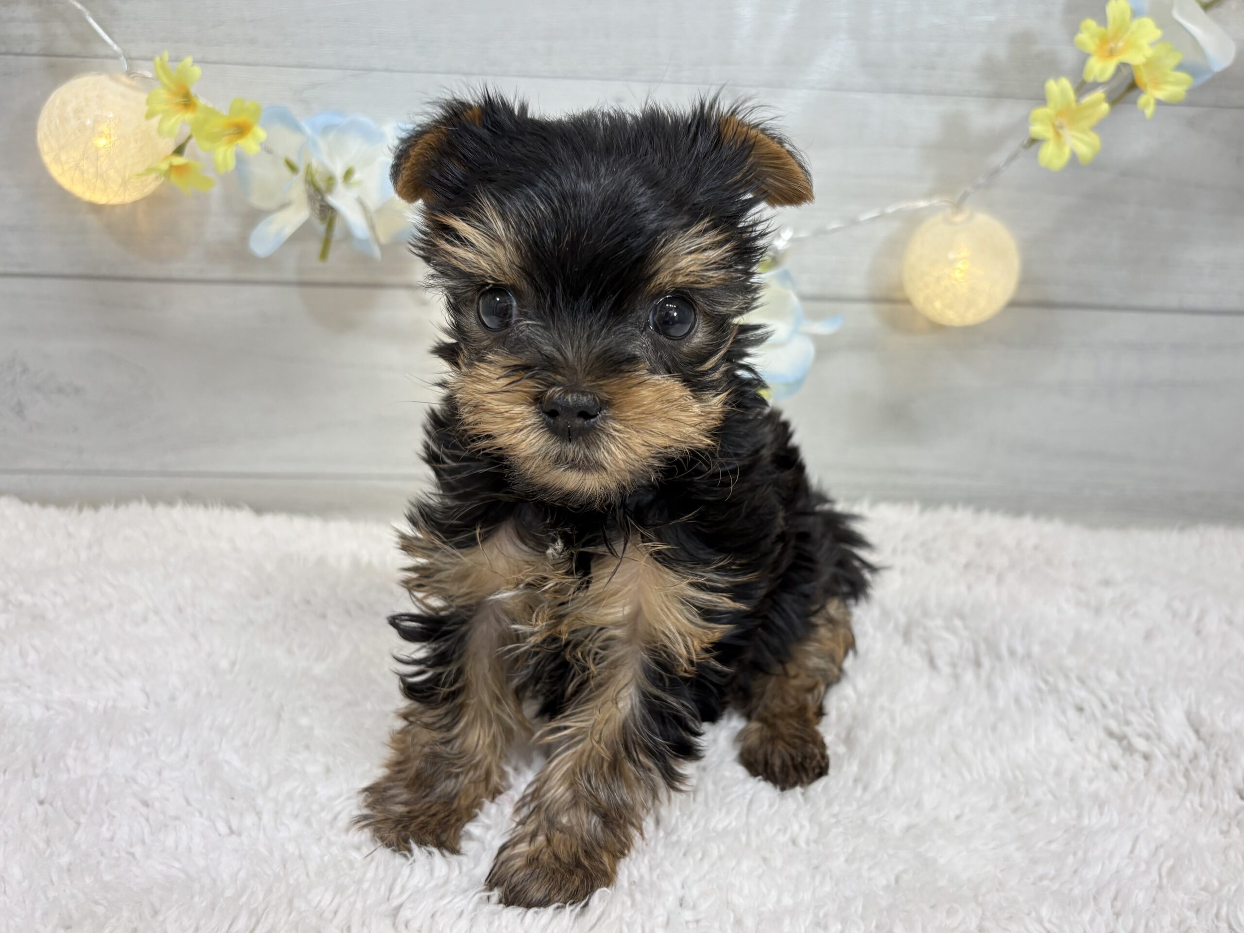 ヨークシャテリア « タグ « ペットショップ ふしみ