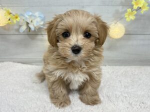 トイプードルalt=