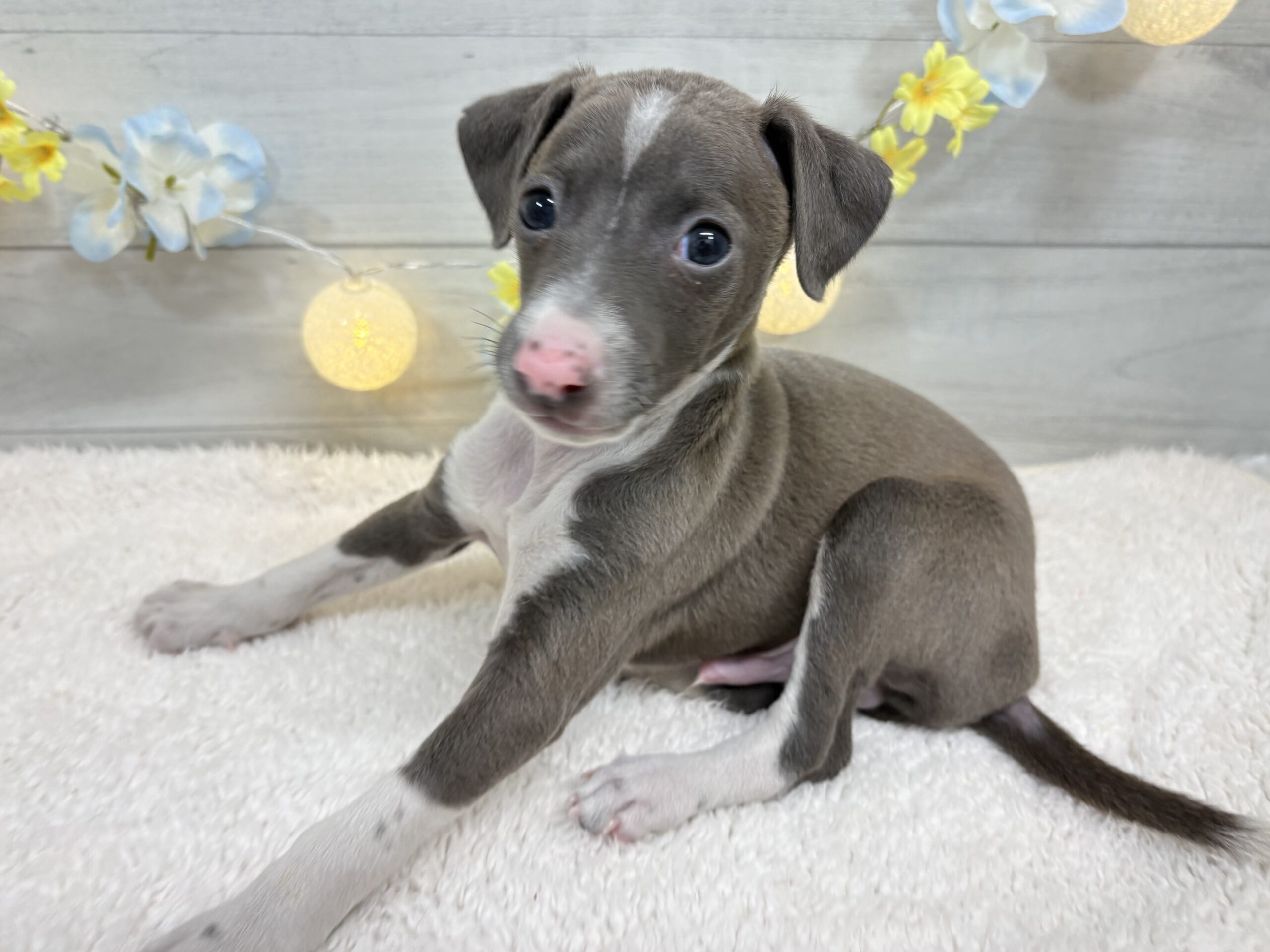 ⑩イタリアングレイハウンド