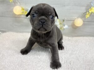 トイプードルalt=