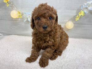 トイプードルalt=