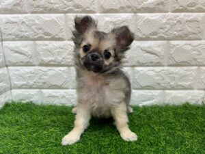 チワワ(ロング) ￥174,900(税込) → 3/1(日)迄￥152,900(税込)