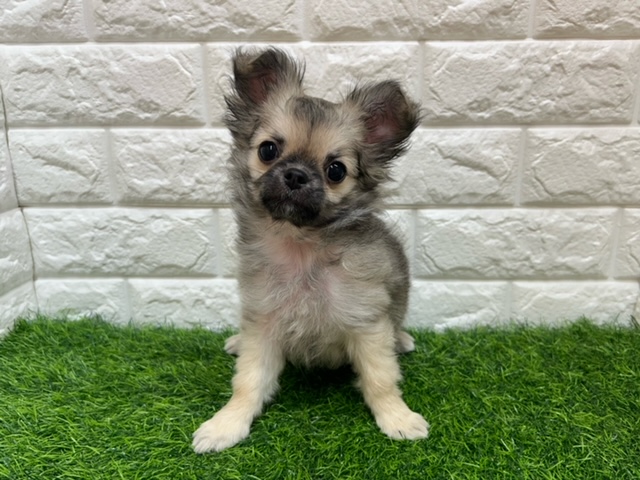 チワワ(ロング)