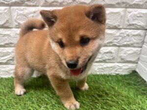 柴犬￥207,900(税込)