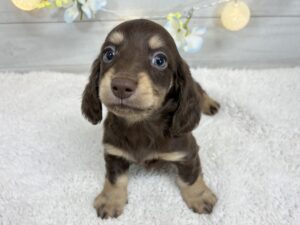 ミニチュアダックスフンド￥284,900（税込）