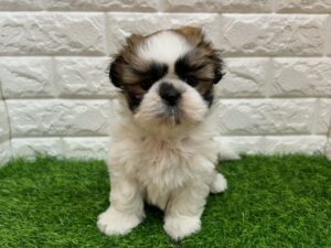 シーズー￥207,900(税込)