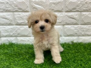 Mix(父マルチーズ×母トイプードル)￥240,900(税込)