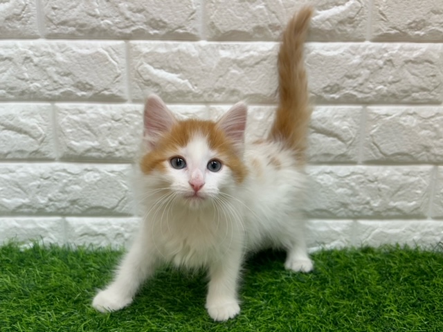 ノルウェージャンフォレストキャット