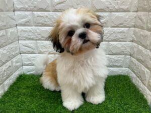 シーズー ￥119,900(税込)