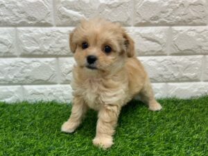 Mix(父チワワ(ロング)×母トイプードル)￥284,900(税込)→1/12まで￥251,900(税込)