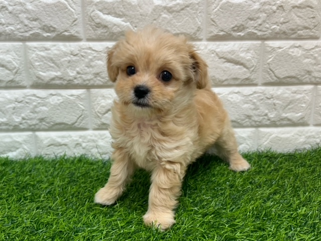 Mix(父チワワ(ロング)×母トイプードル)