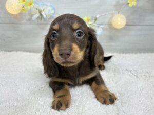 ミニチュアダックスフンド￥317,900（税込）