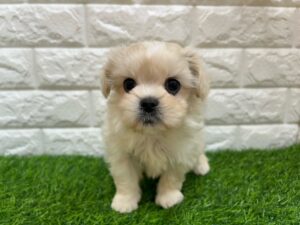 ②Mix（父マルチーズ×母トイプードル）alt=