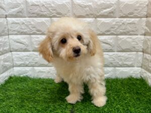 MIX(父チワワ(ロング)×母トイプードル)￥97,900（税込）