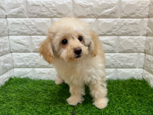 Mix(父チワワ×母トイプードル)