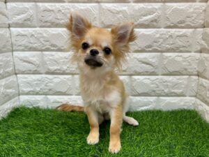 チワワ(ロング) ￥152,900(税込)