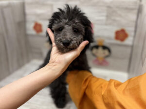 ②トイプードル　￥217,800(税込)→￥195,800(税込)