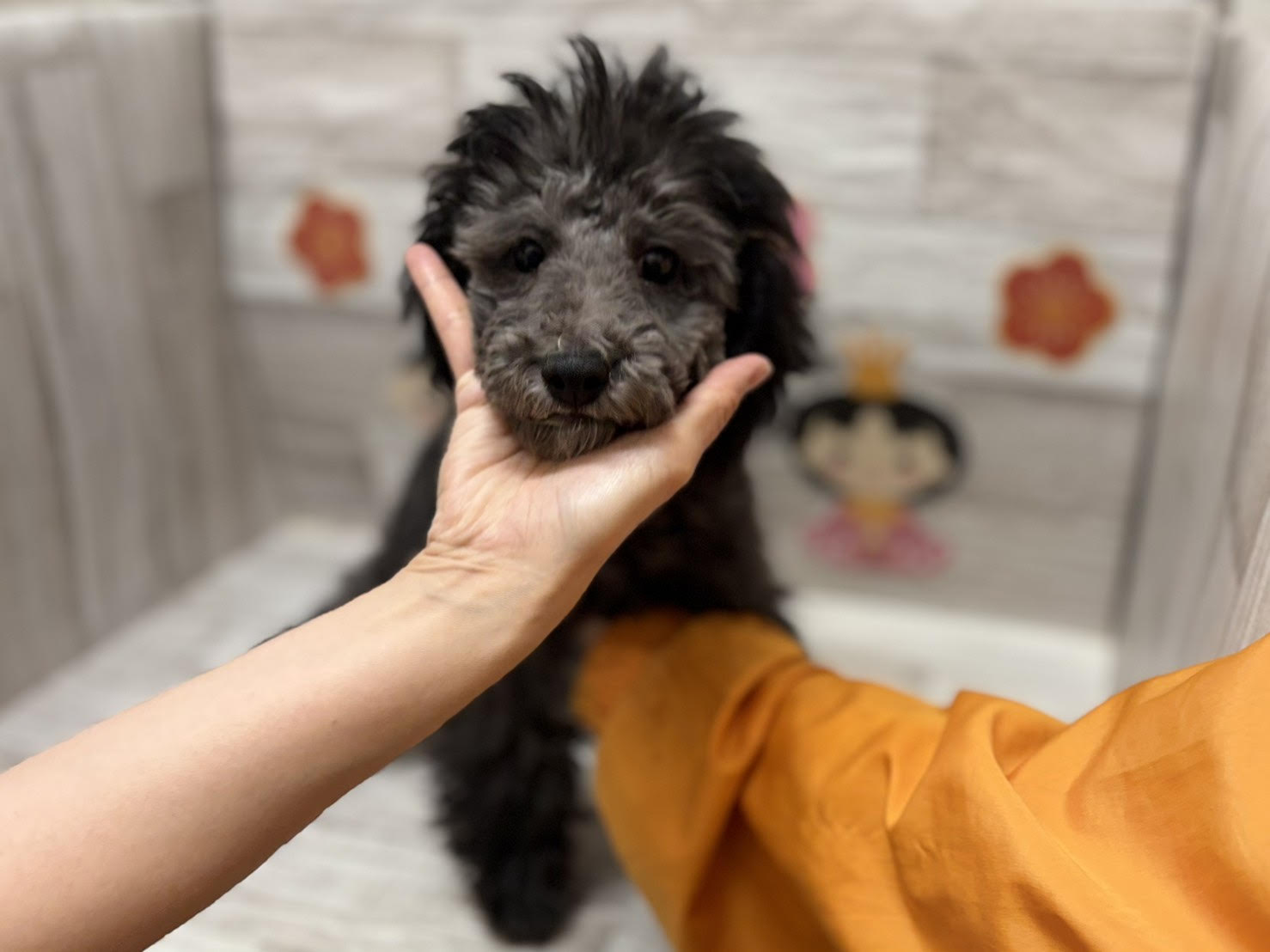 ②トイプードル