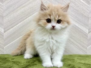 ①スコティッシュフォールド（立耳）￥328,900(税込)