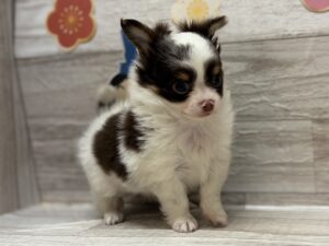 ①チワワ(ロング)　￥272,800(税込)