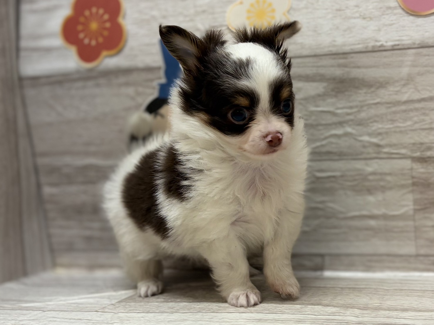 ①チワワ(ロング)