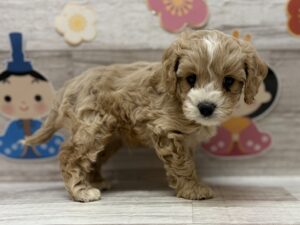 ⑥Mix(ポメラニアン×チワワ)　alt=