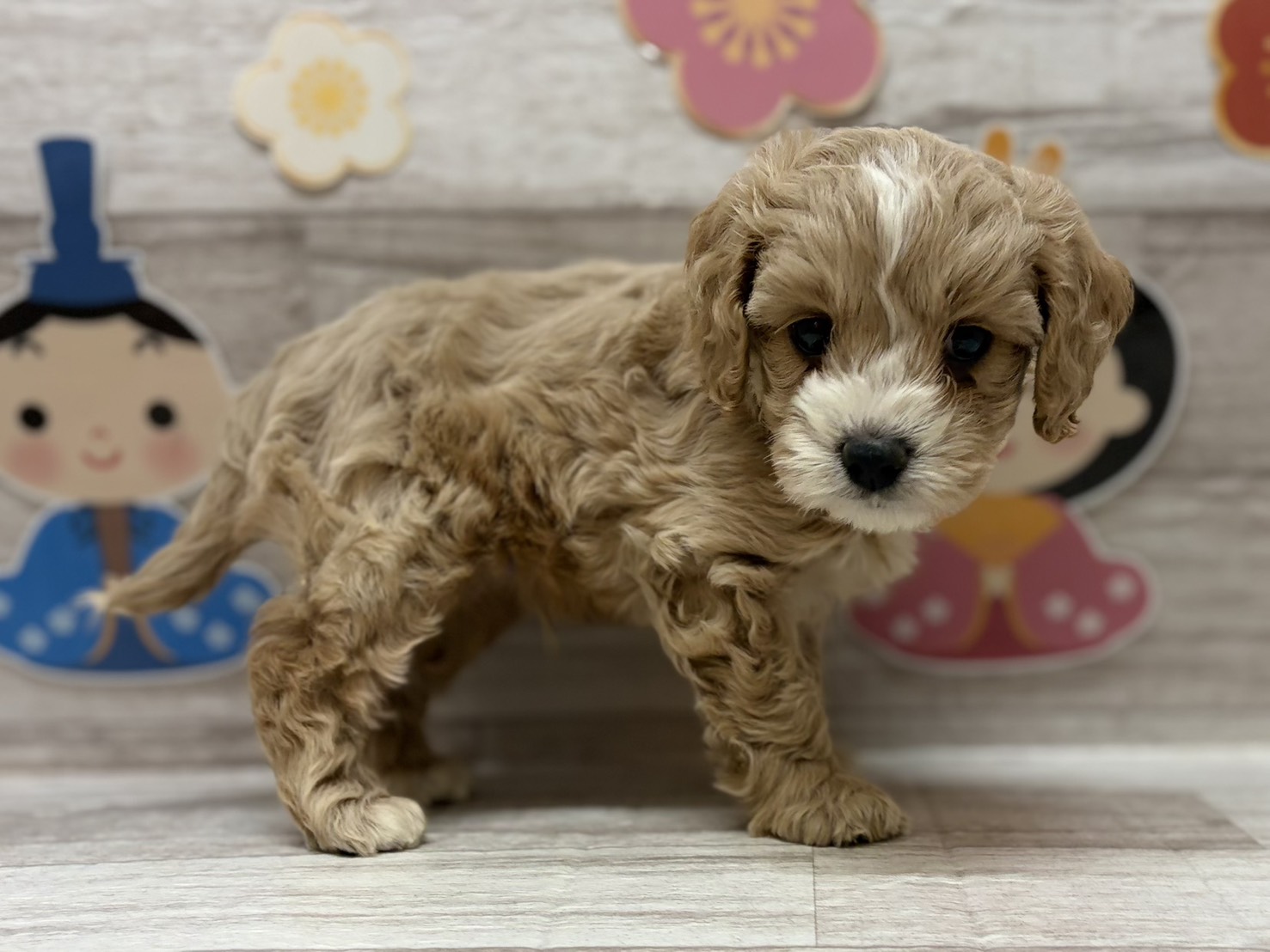 ②Mix(トイプードル×アメリカンコッカースパニエル)