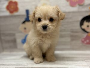 ⑥Mix(ポメラニアン×チワワ)　alt=