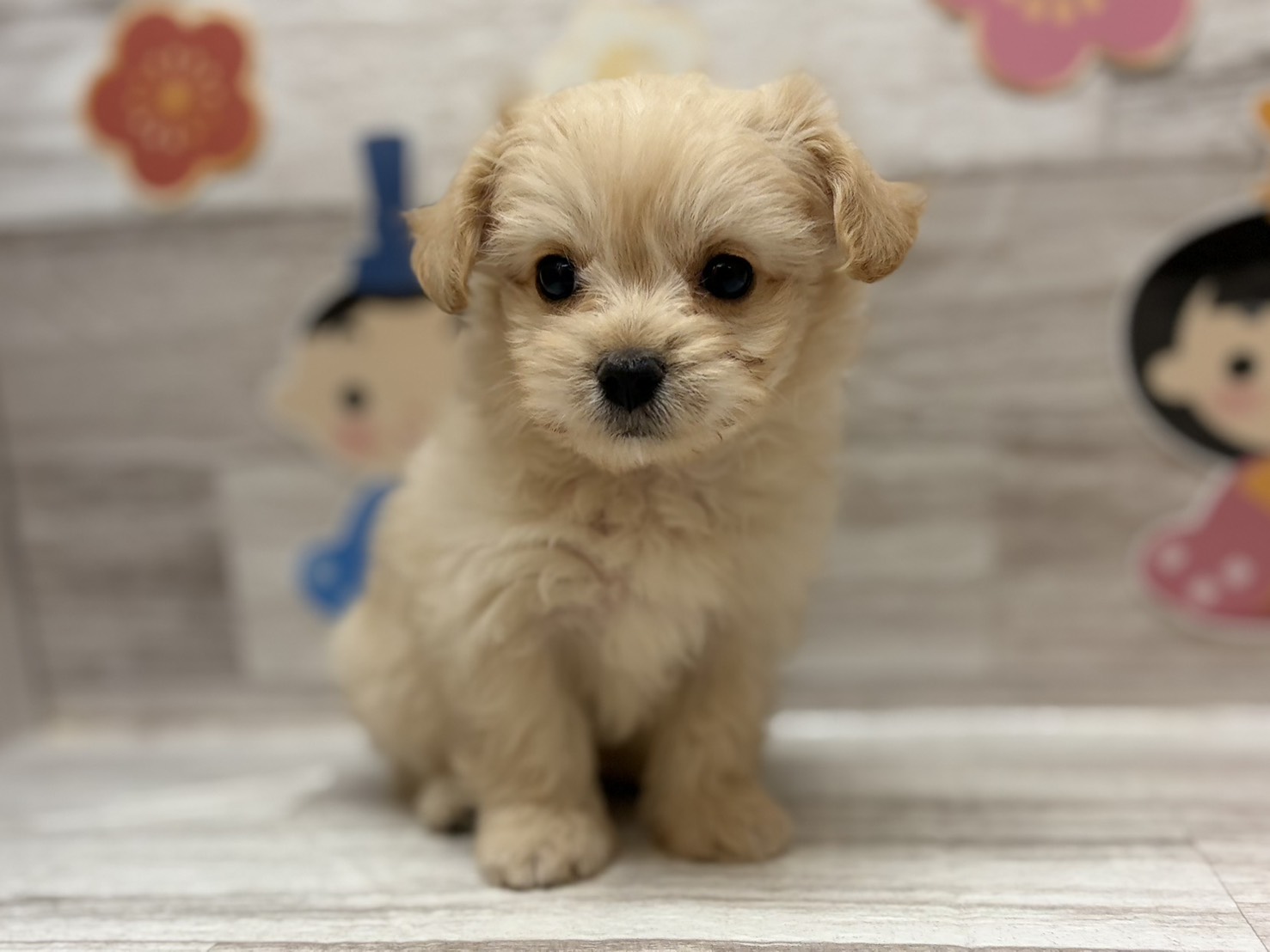 ③Mix(マルチーズ×ミニチュアダックスフンド)