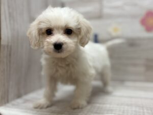 ④Mix(マルチーズ×ミニチュアダックスフンド)　￥217,800(税込)