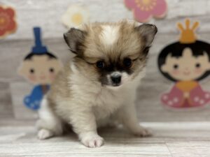 ⑤Mix(ポメラニアン×チワワ)　￥250,800(税込)