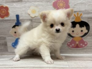 ⑥Mix(ポメラニアン×チワワ)　￥261,800(税込)