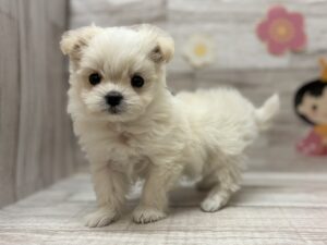 ⑦Mix(チワワ×マルチーズ)　￥272,800(税込)